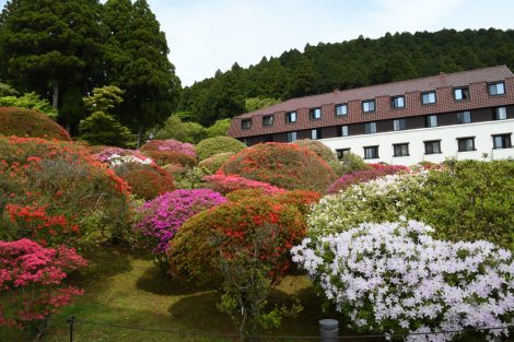 山の上ホテル ツツジ