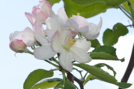 小石川植物園