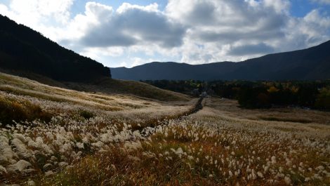 箱根　仙石原ススキ