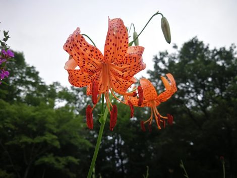 箱園湿生花園 コオニユリ