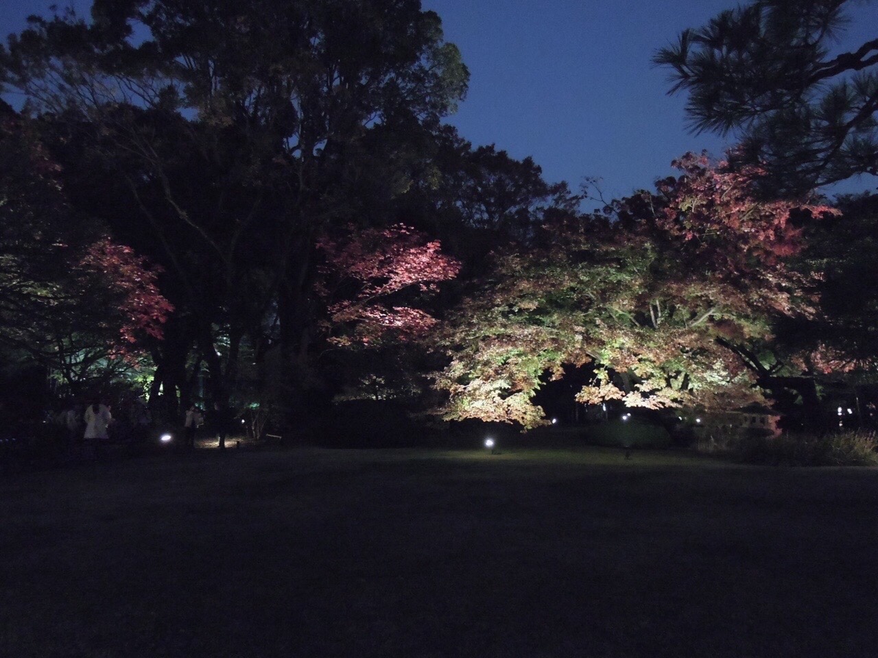 六義園2019ライトアップ