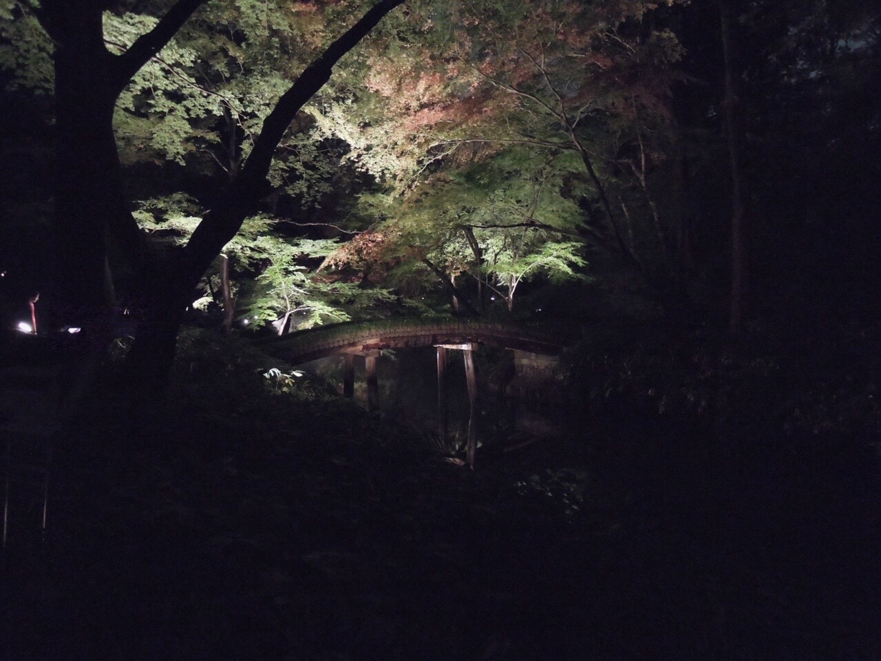 六義園2019ライトアップ