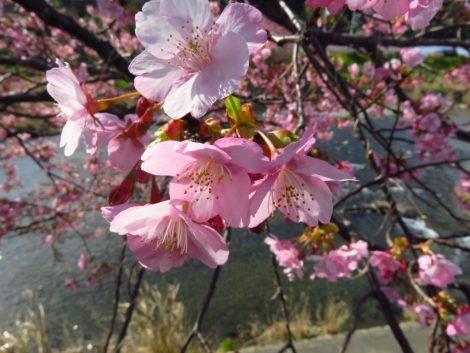 河津桜