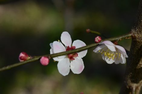 内裏_神代植物公園