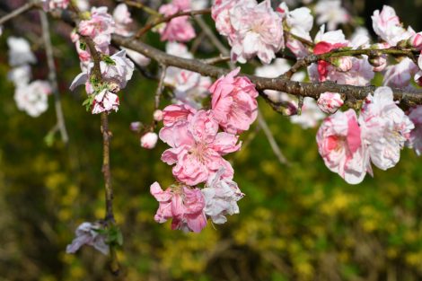 神代植物公園_源平枝垂れ