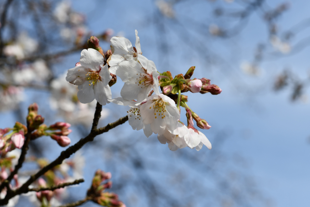 神代植物公園_2020桜