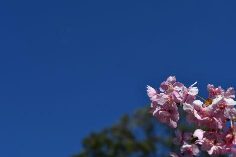 河津桜