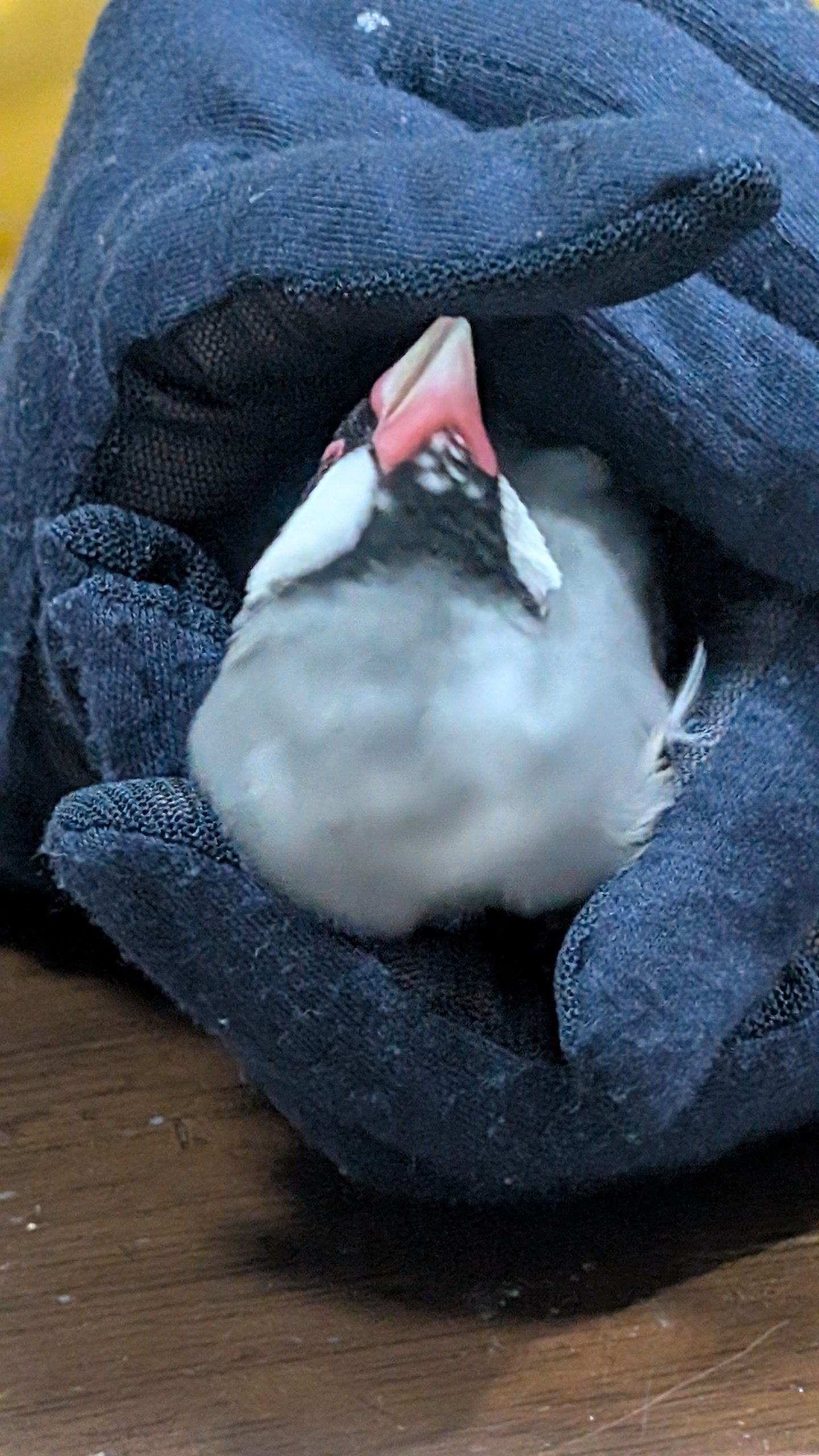 デス！