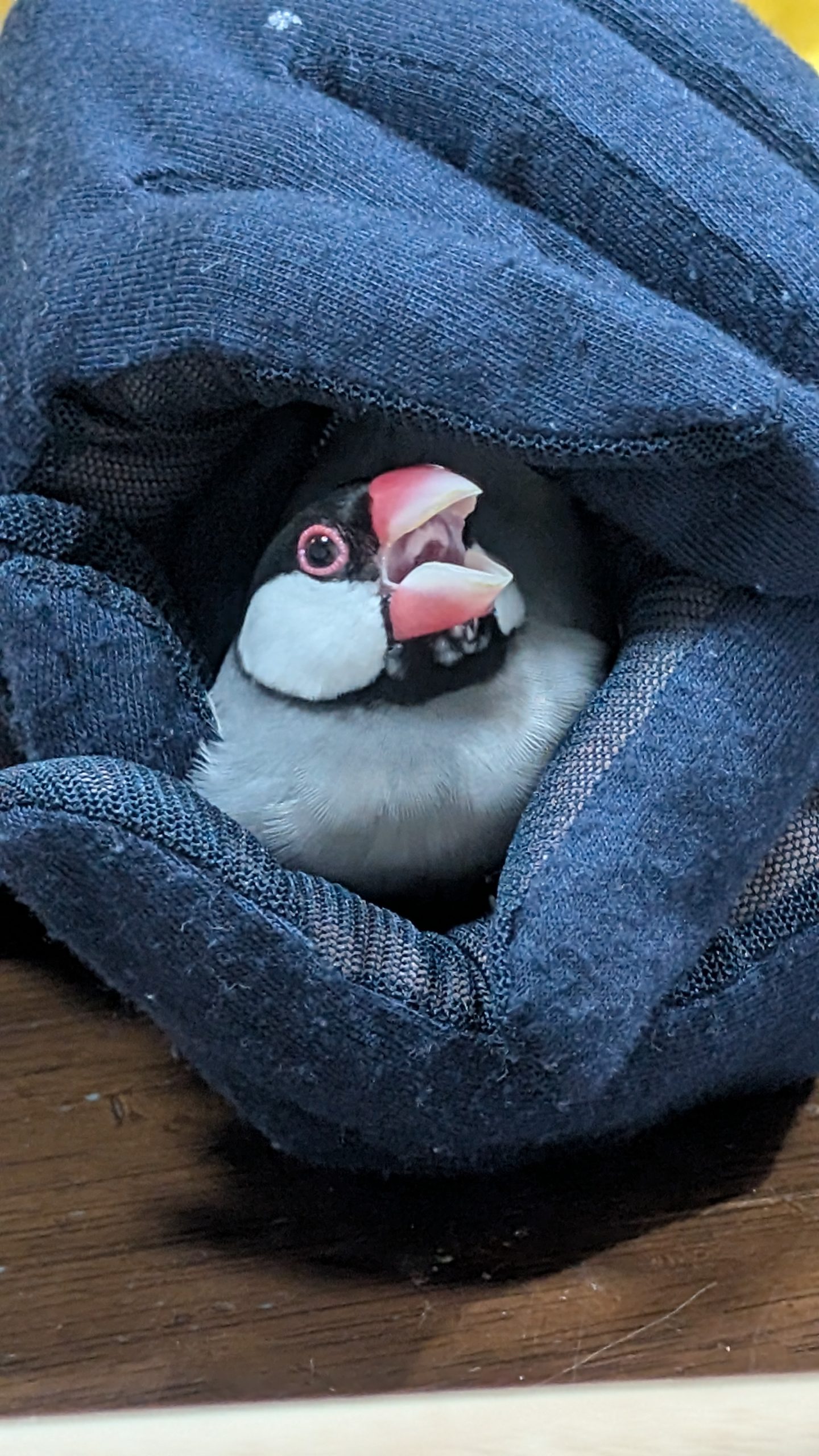 ちゃ
